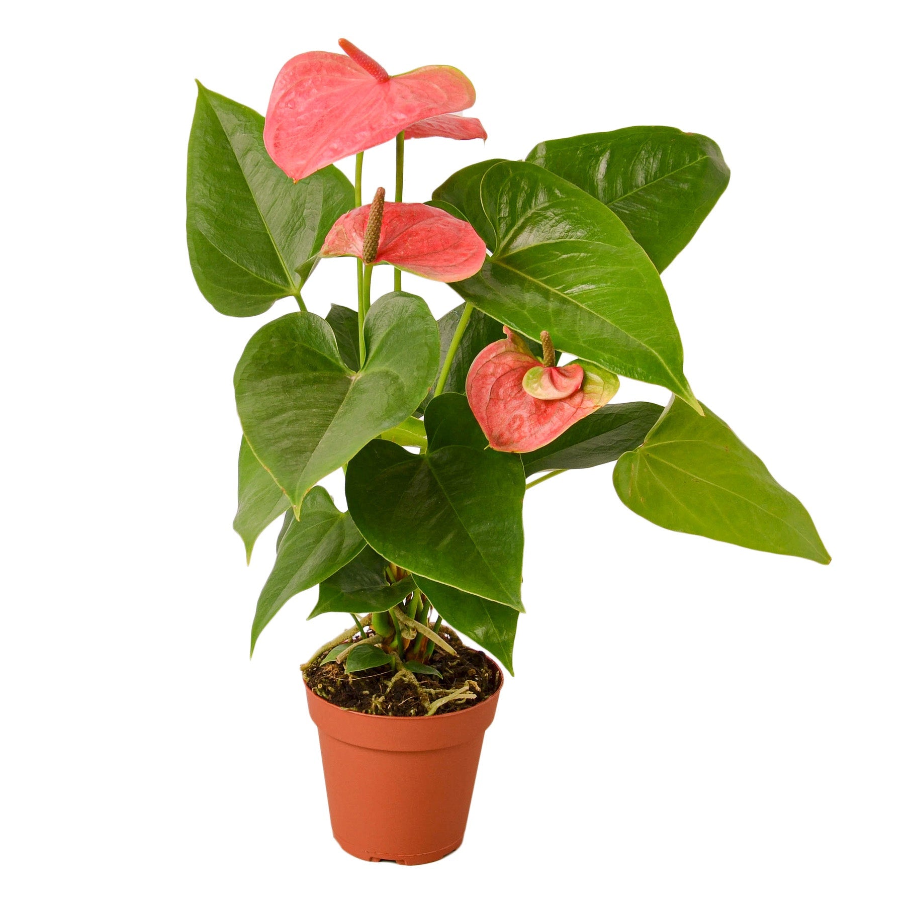 pink anthurium