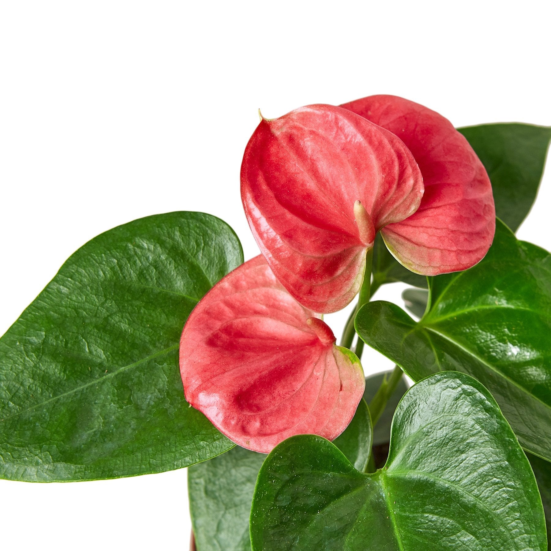 flamingo flower anthurium