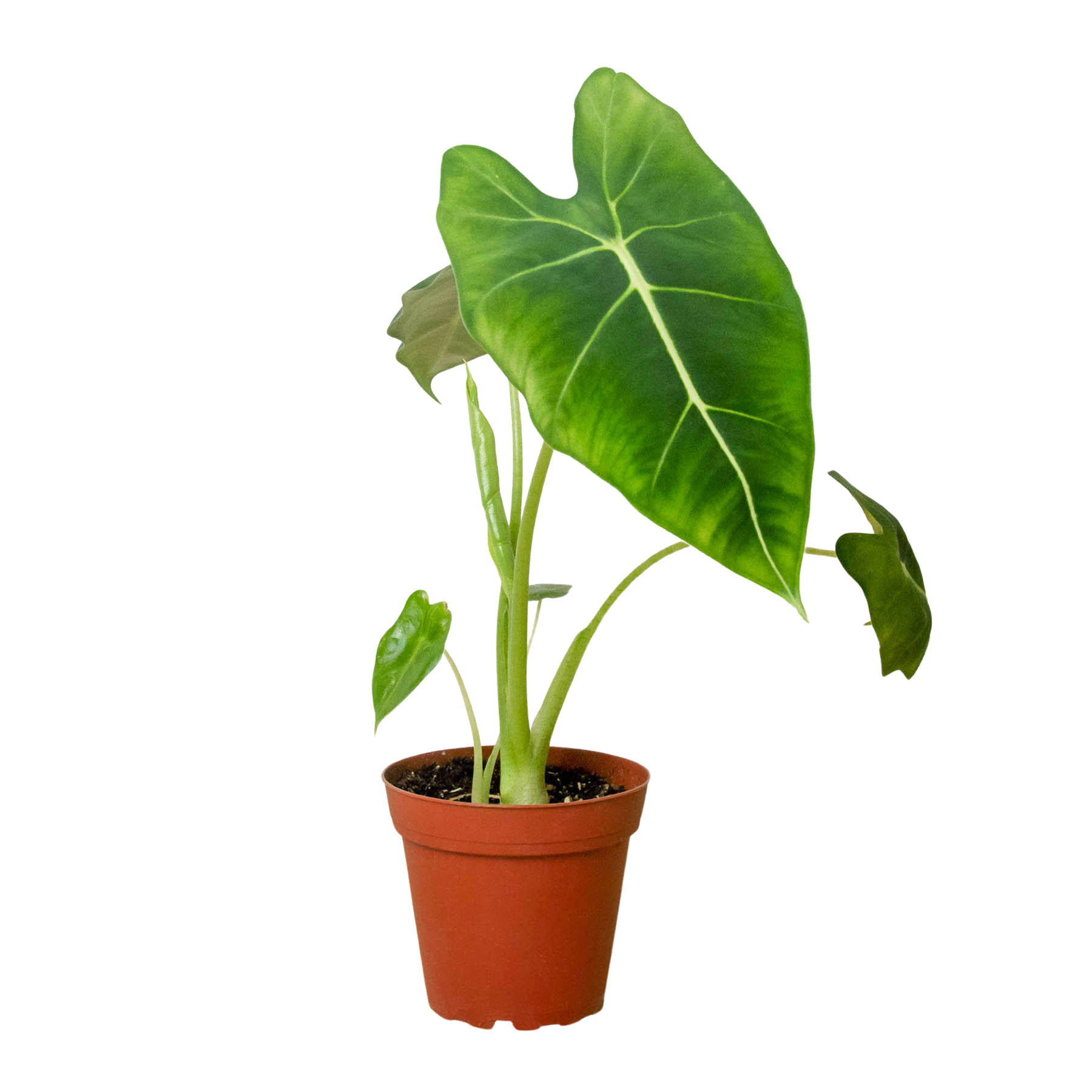 Alocasia Frydek 4"