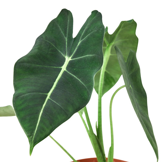 Alocasia Frydek