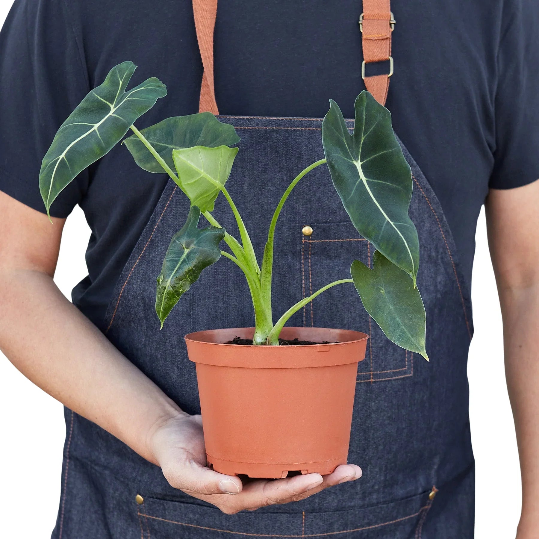 Alocasia Frydek