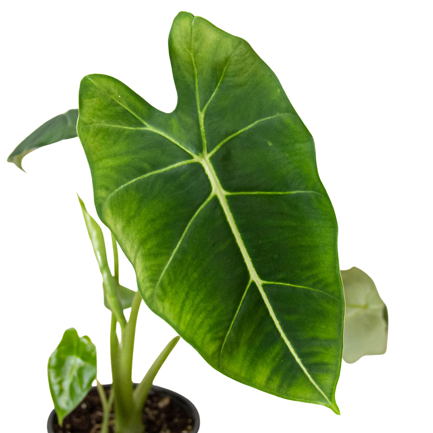 Alocasia Frydek