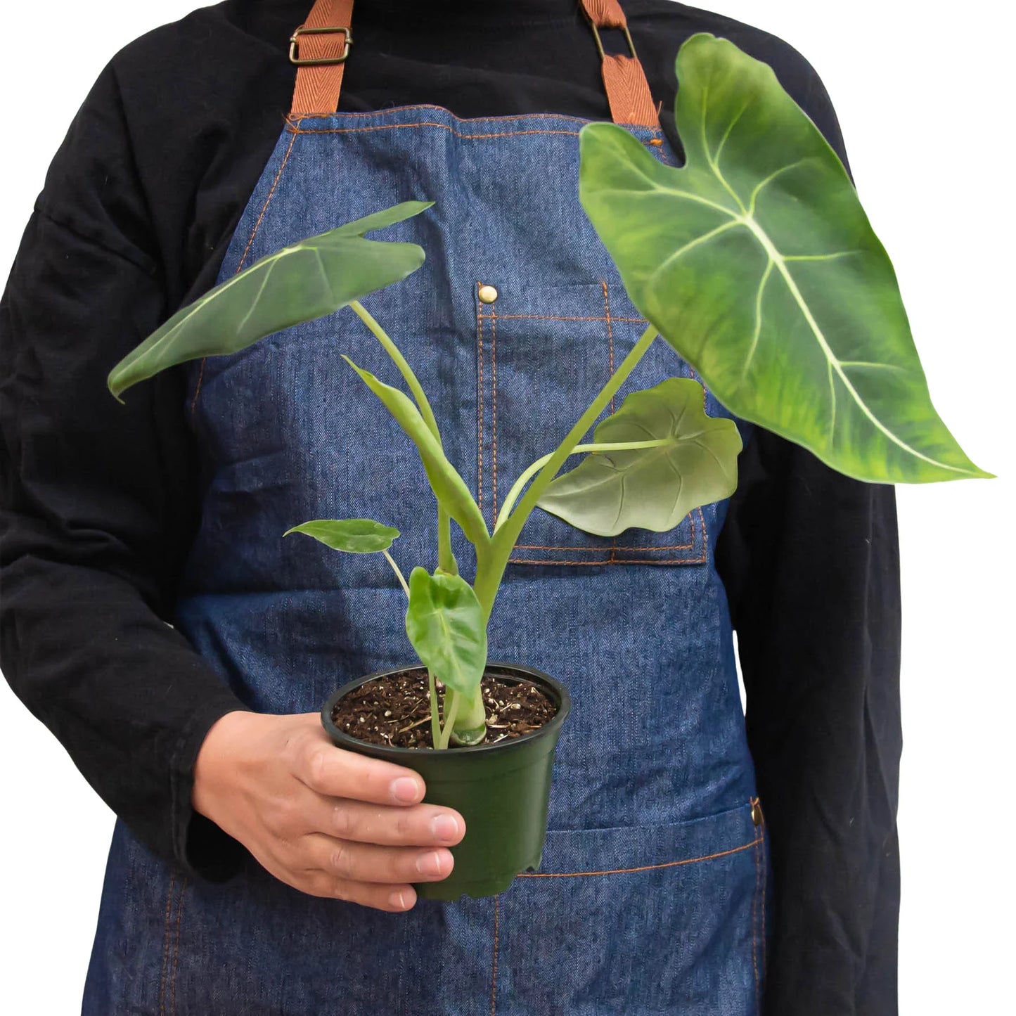 Alocasia Frydek