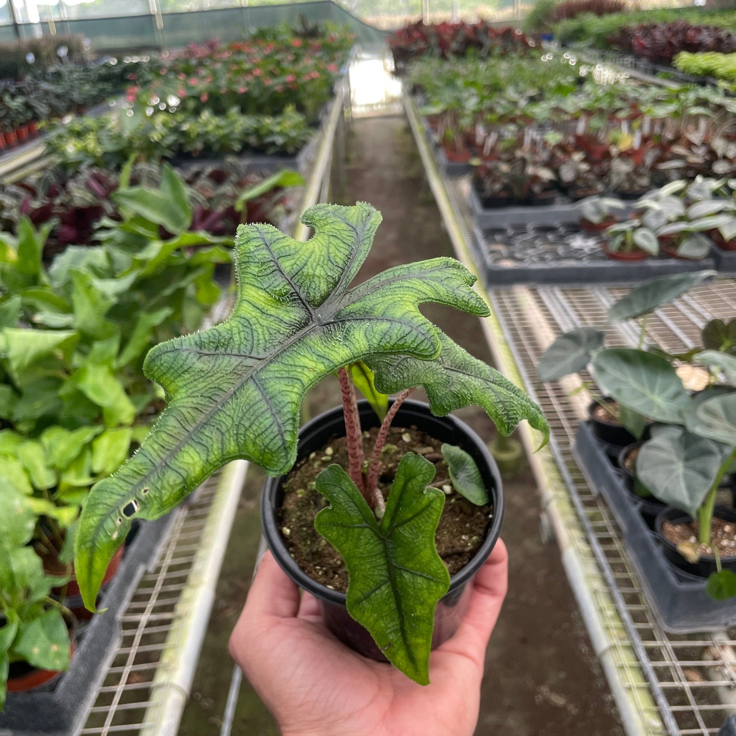 Alocasia 'Jacklyn'