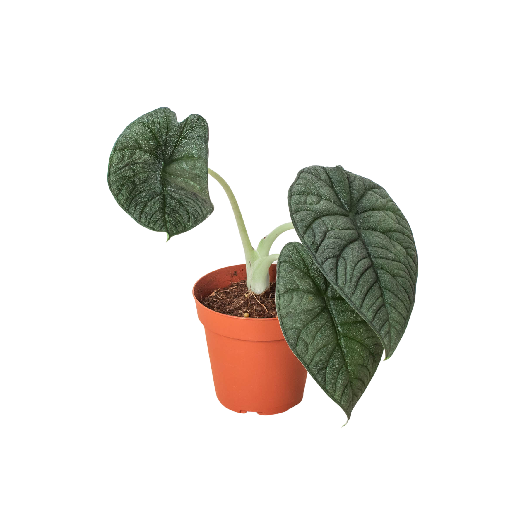 Alocasia 'Melo