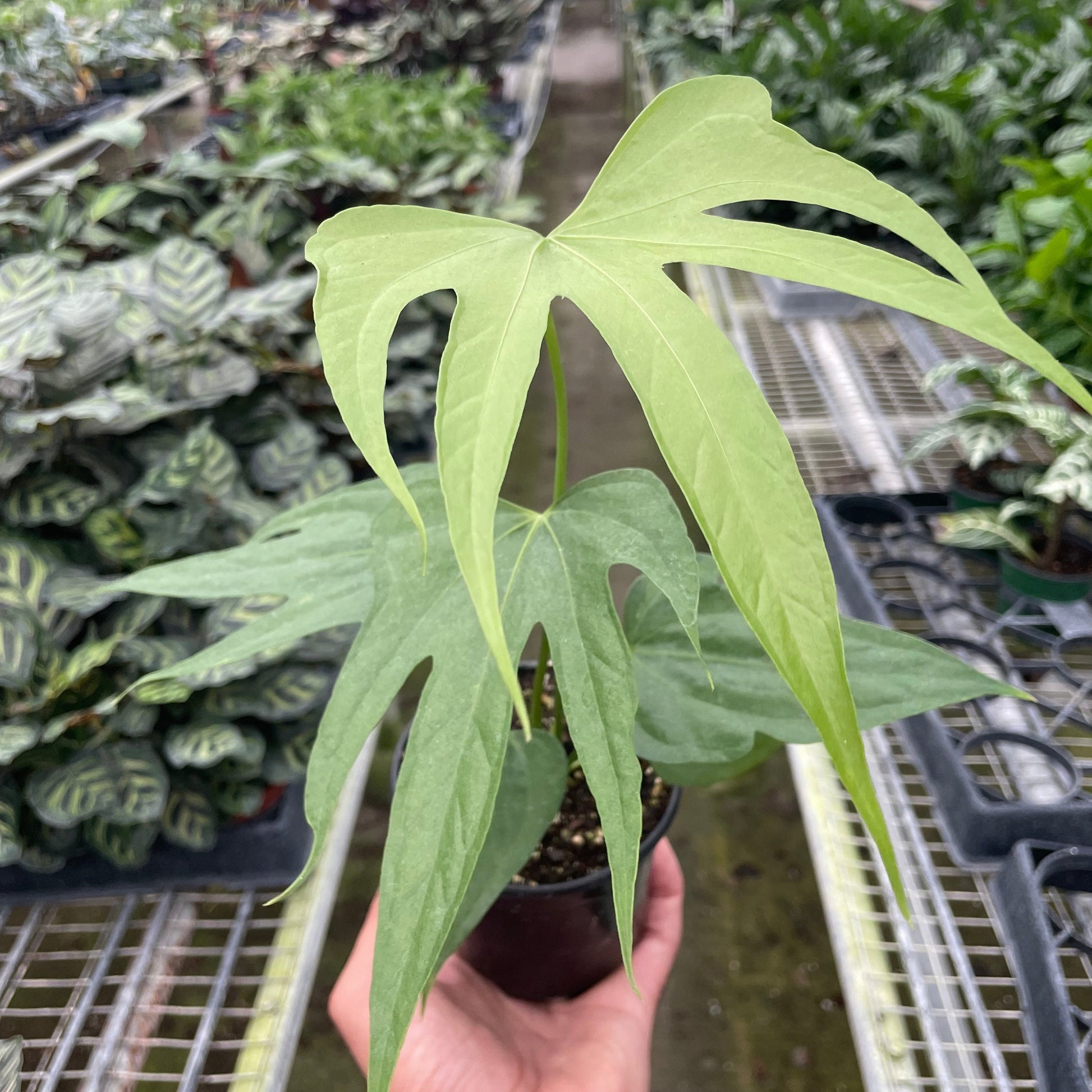 Anthurium Fingers 4"