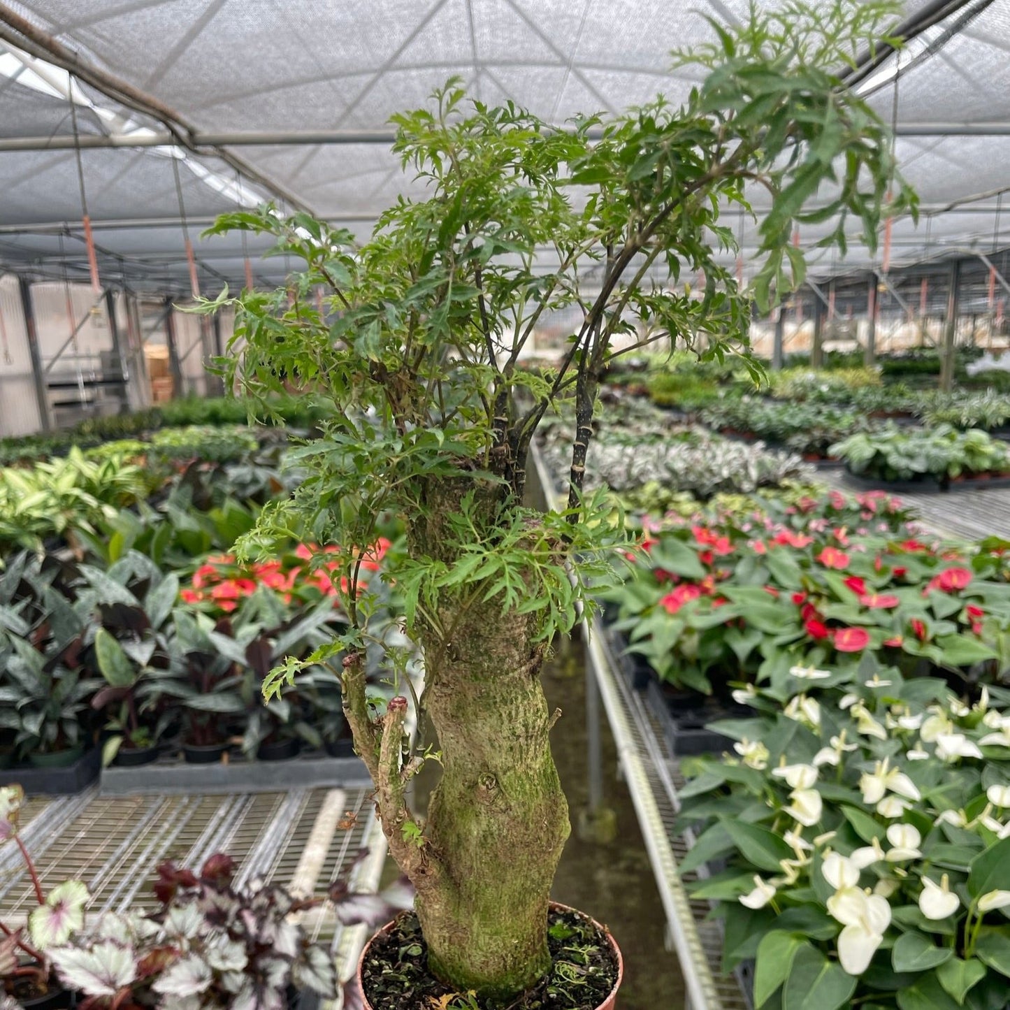 Aralia Ming Stump Plant