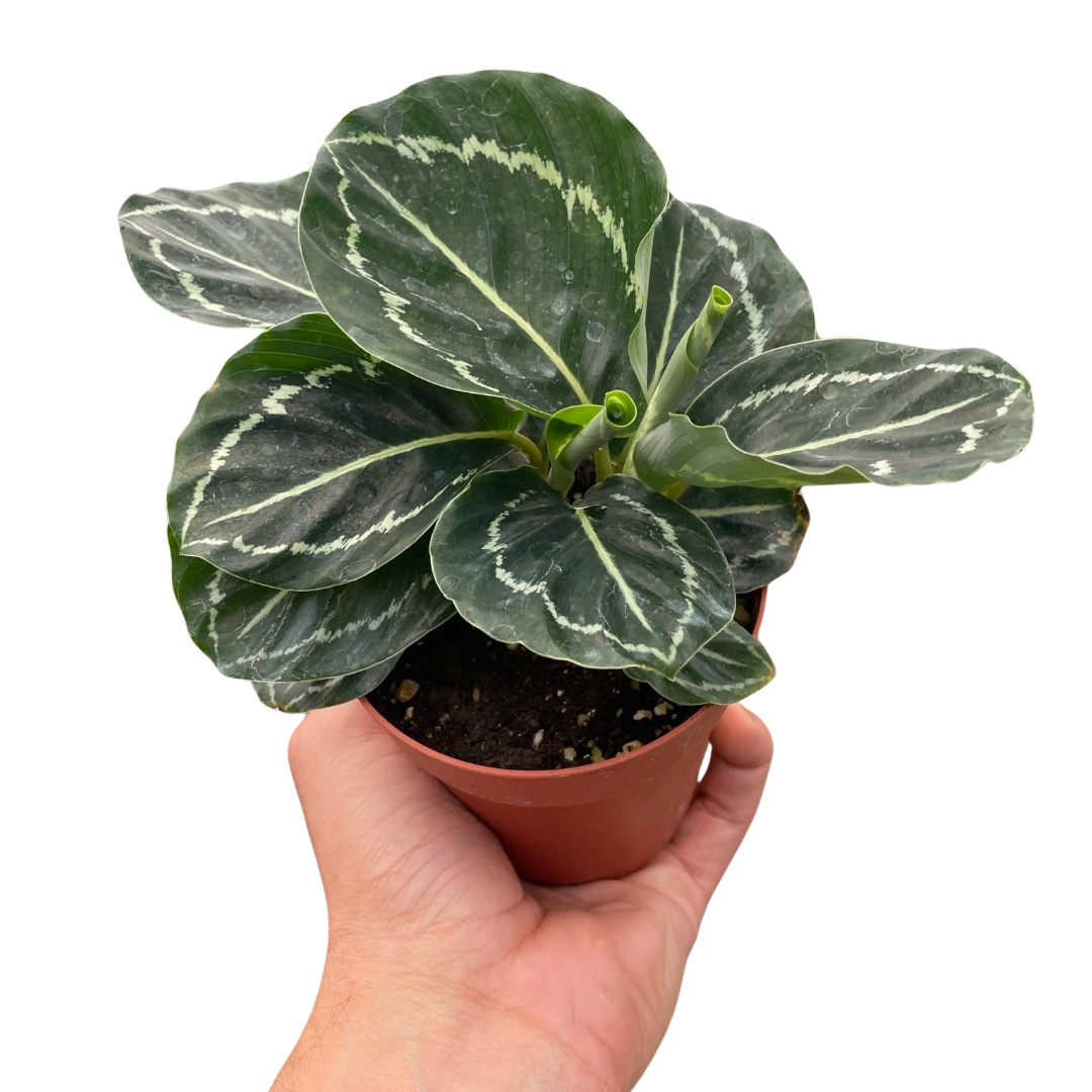 Calathea Green Goddess 4"