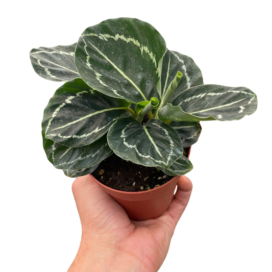 Calathea Green Goddess 4"