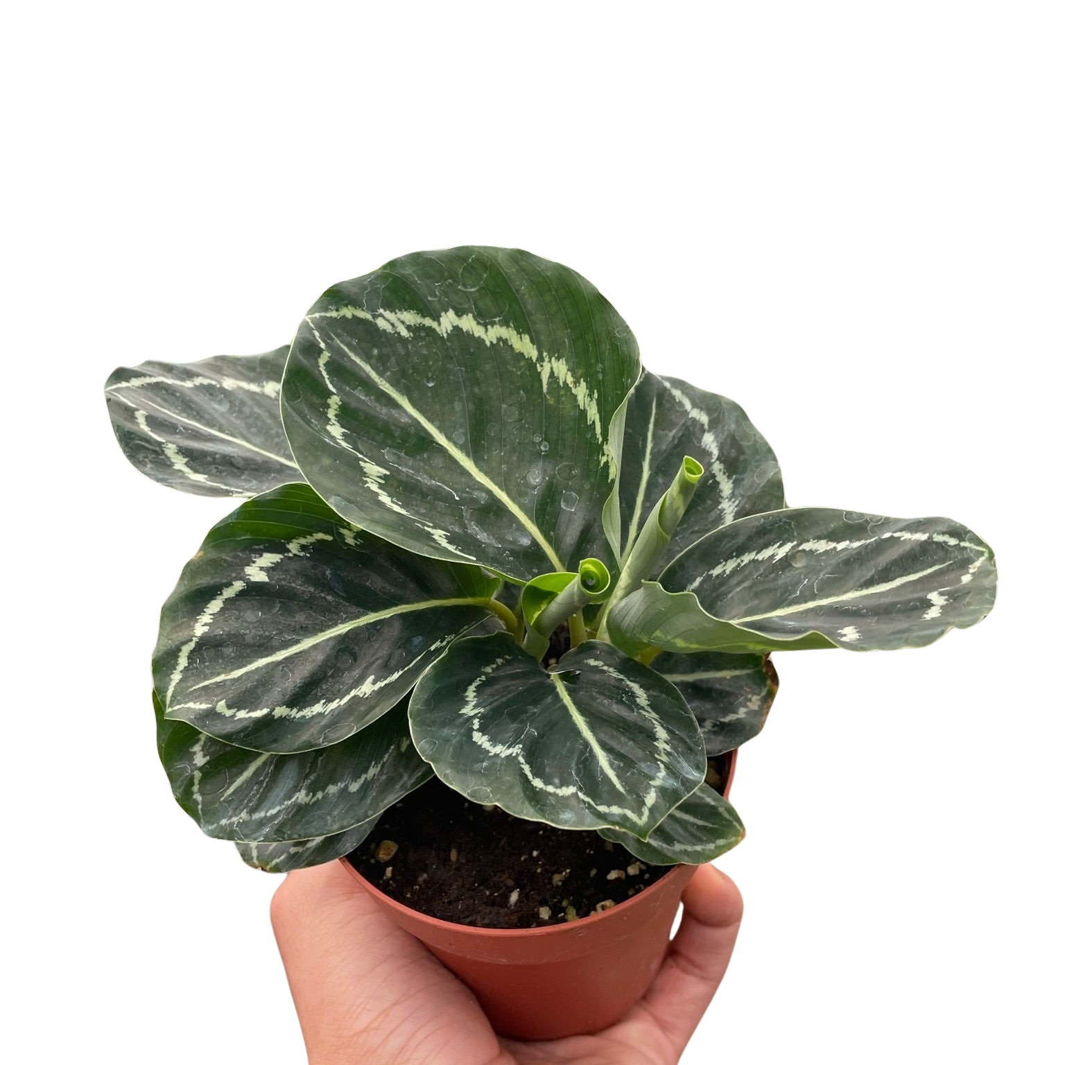 Calathea 'Green Goddess'