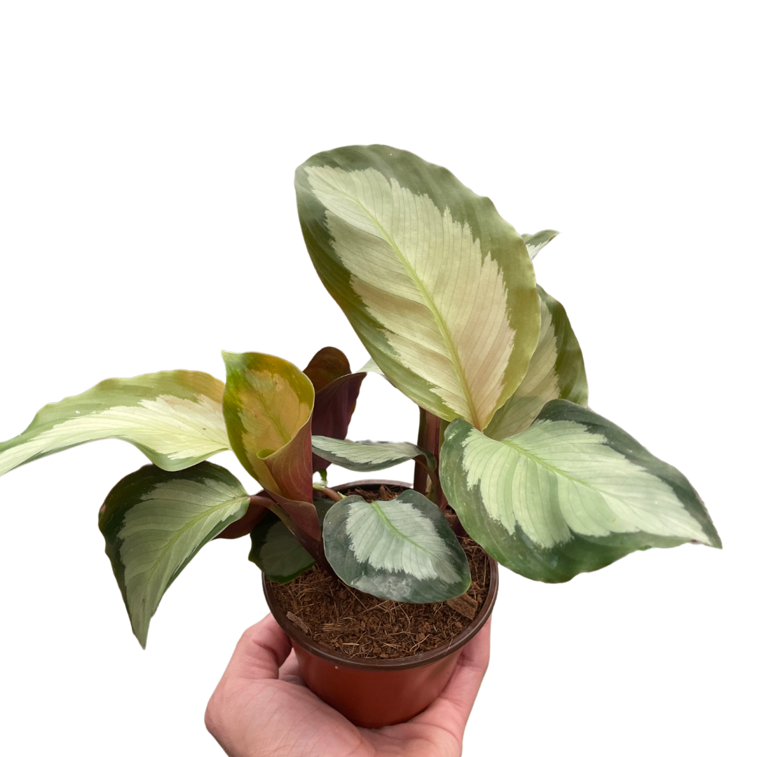 Calathea 'Picturata' 4"