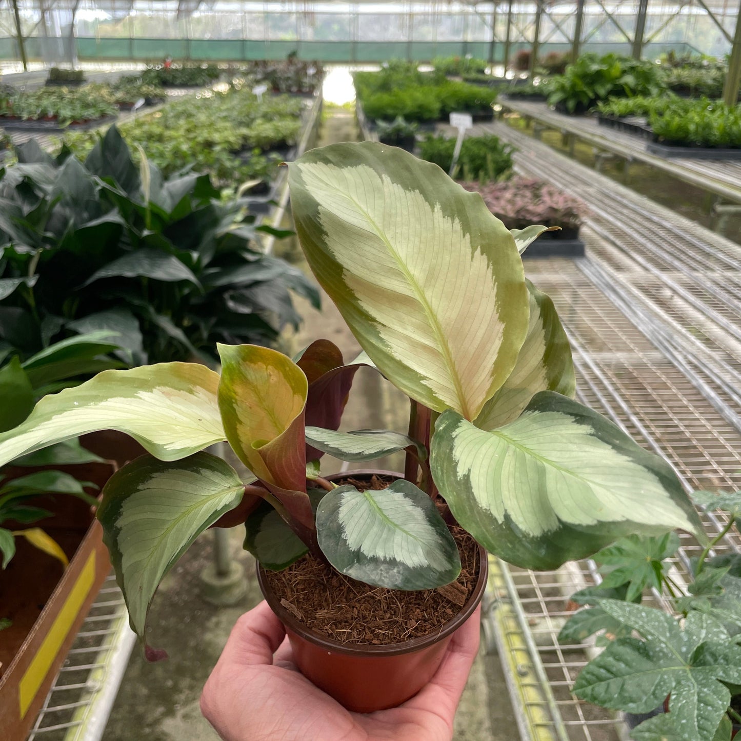 Calathea 'Picturata' 4"