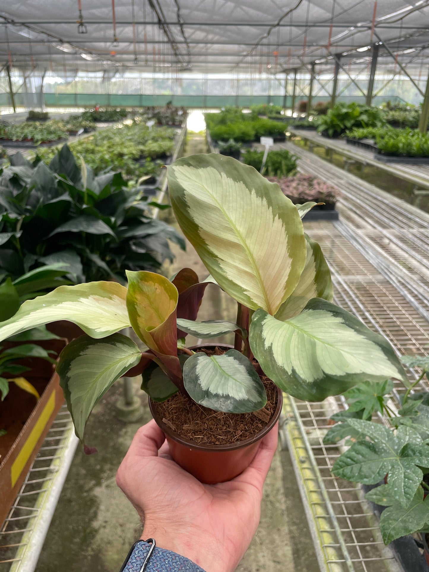 Calathea Picturata