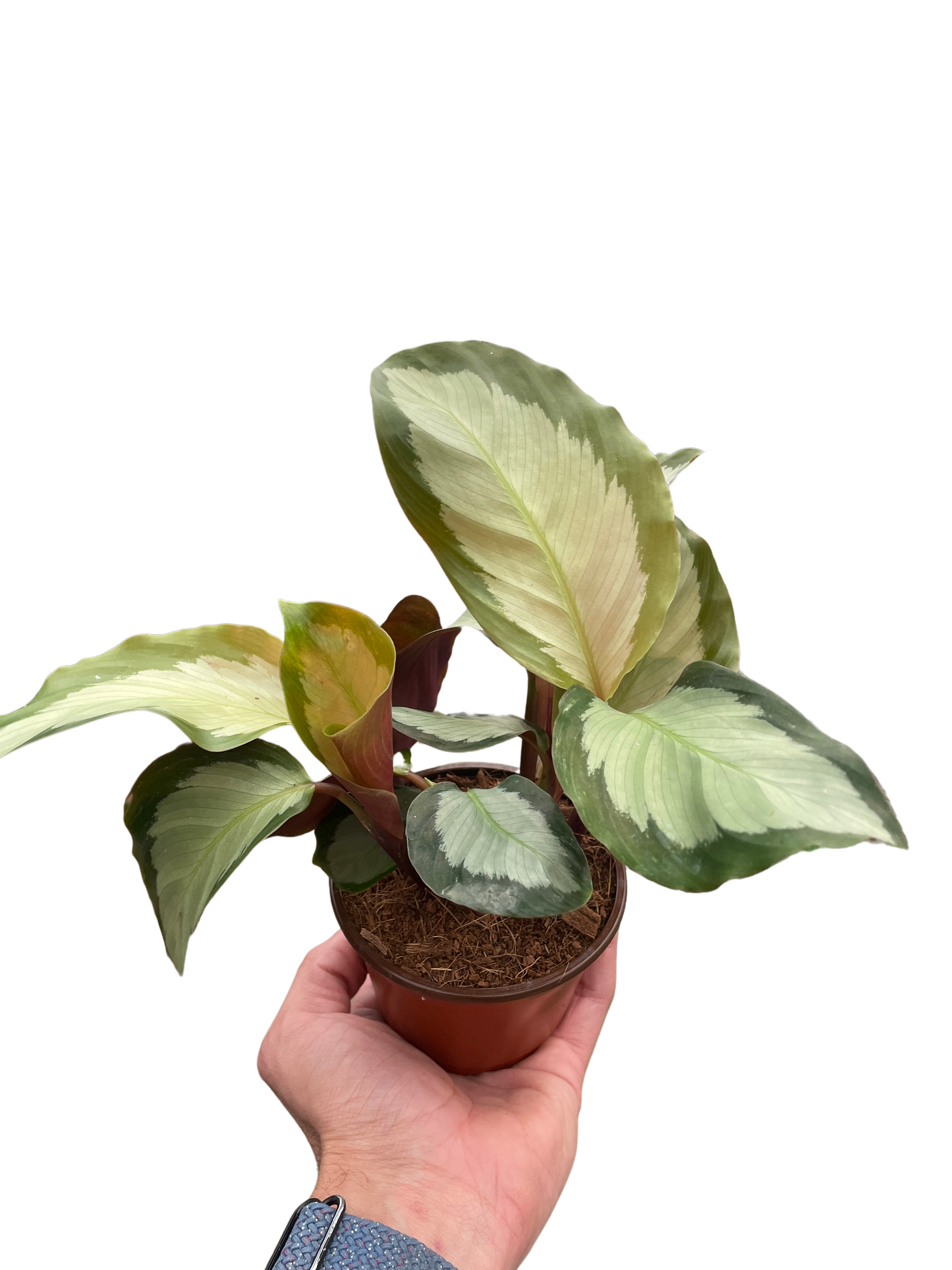 Calathea Picturata