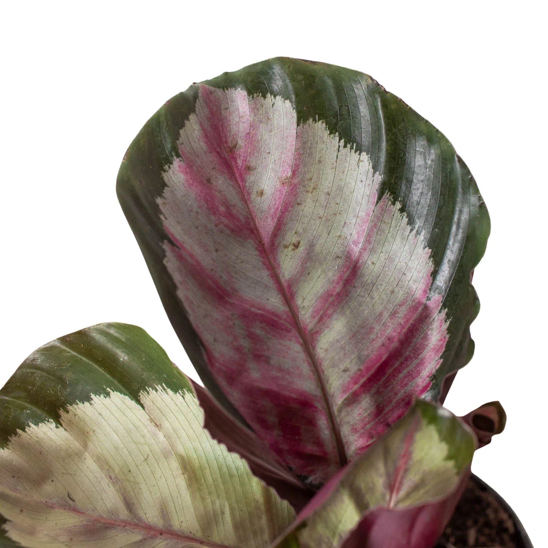 Calathea roseopicta 'Silvia' 4"