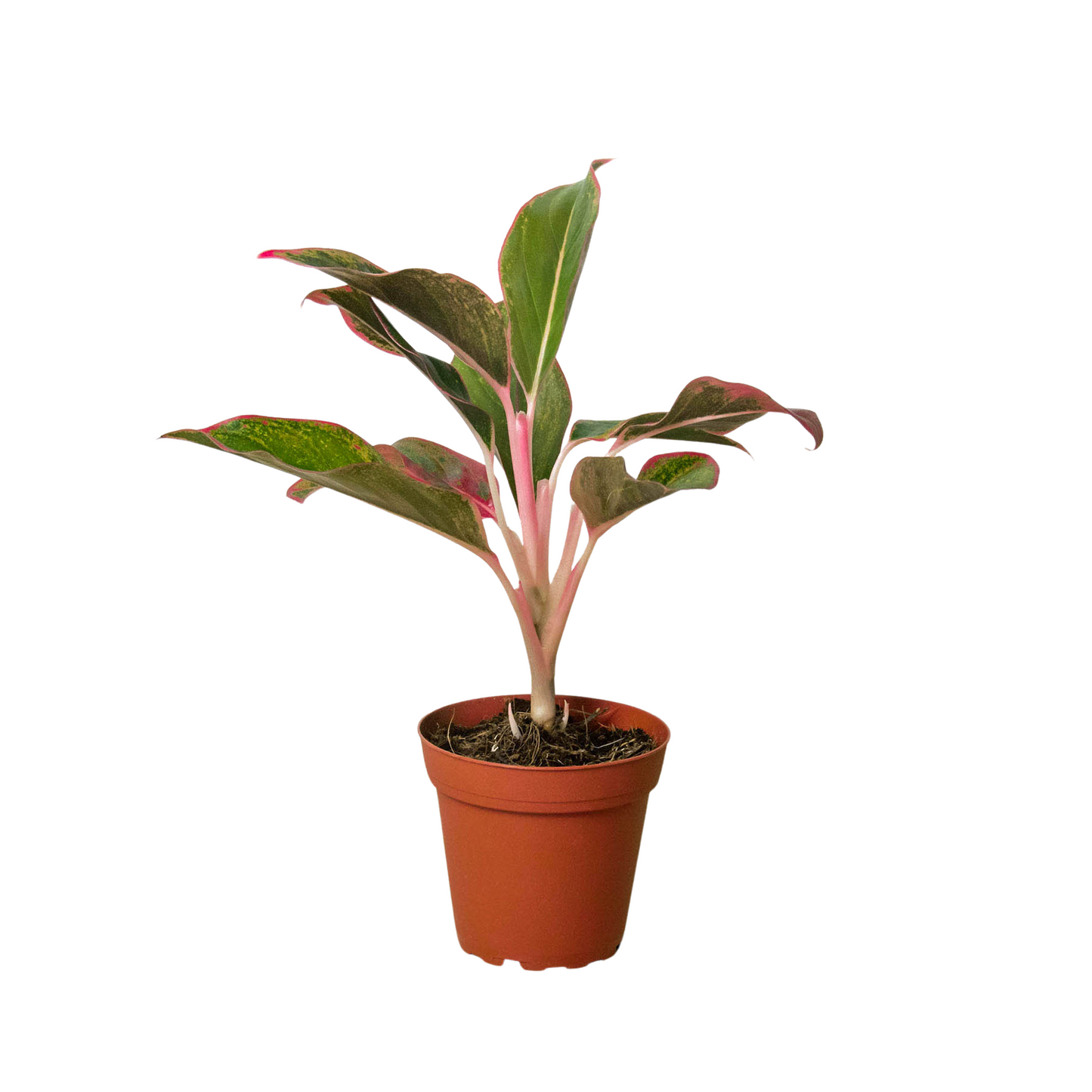 Aglaonema 'Red Siam' Chinese Evergreen