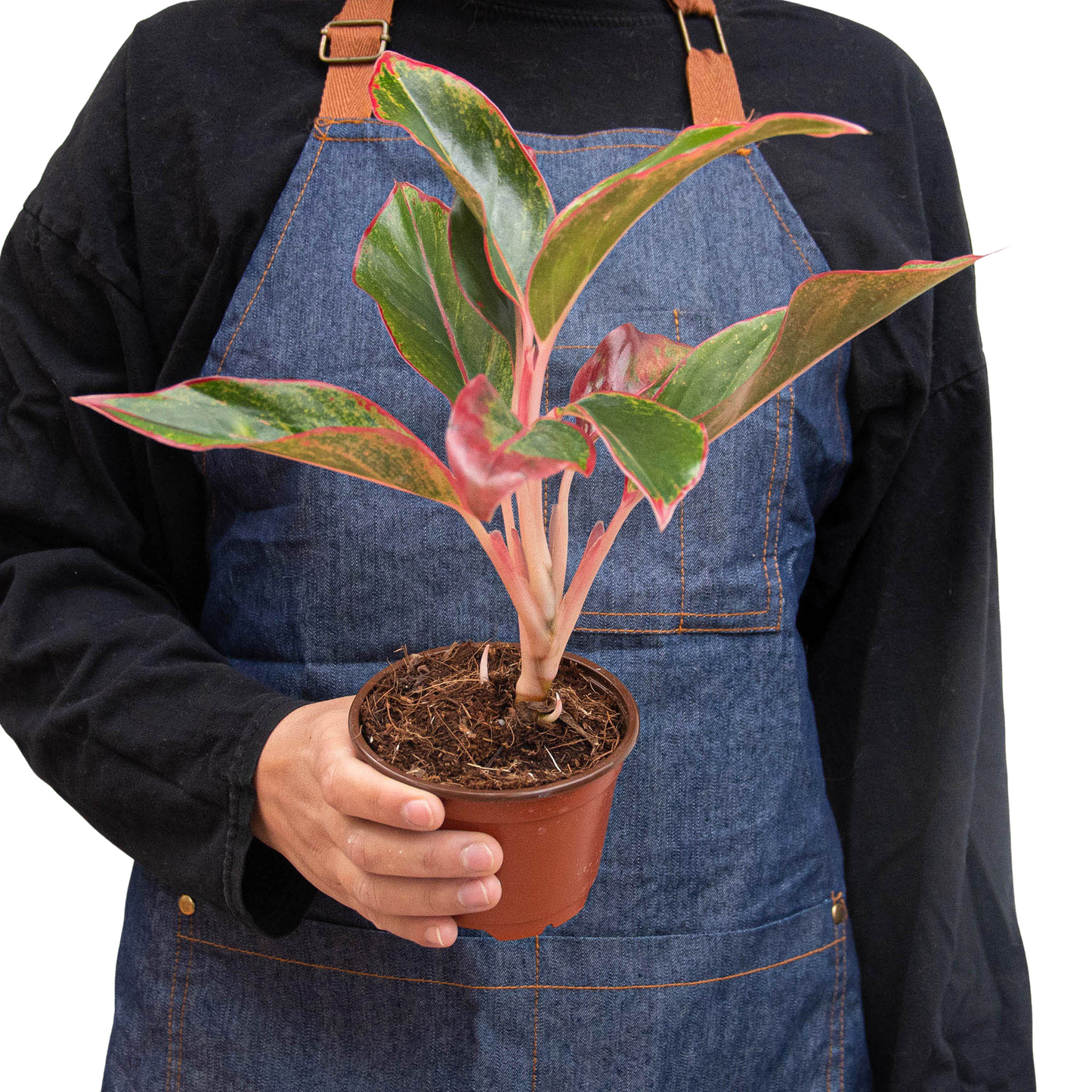 Aglaonema 'Red Siam' Chinese Evergreen