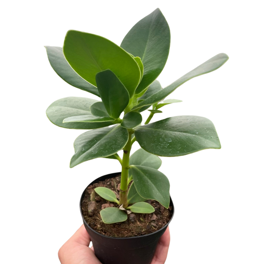 Clusia Princess (Autograph Plant)