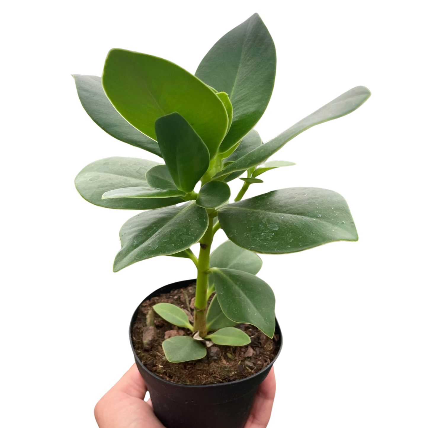 Clusia Princess (Autograph Plant)