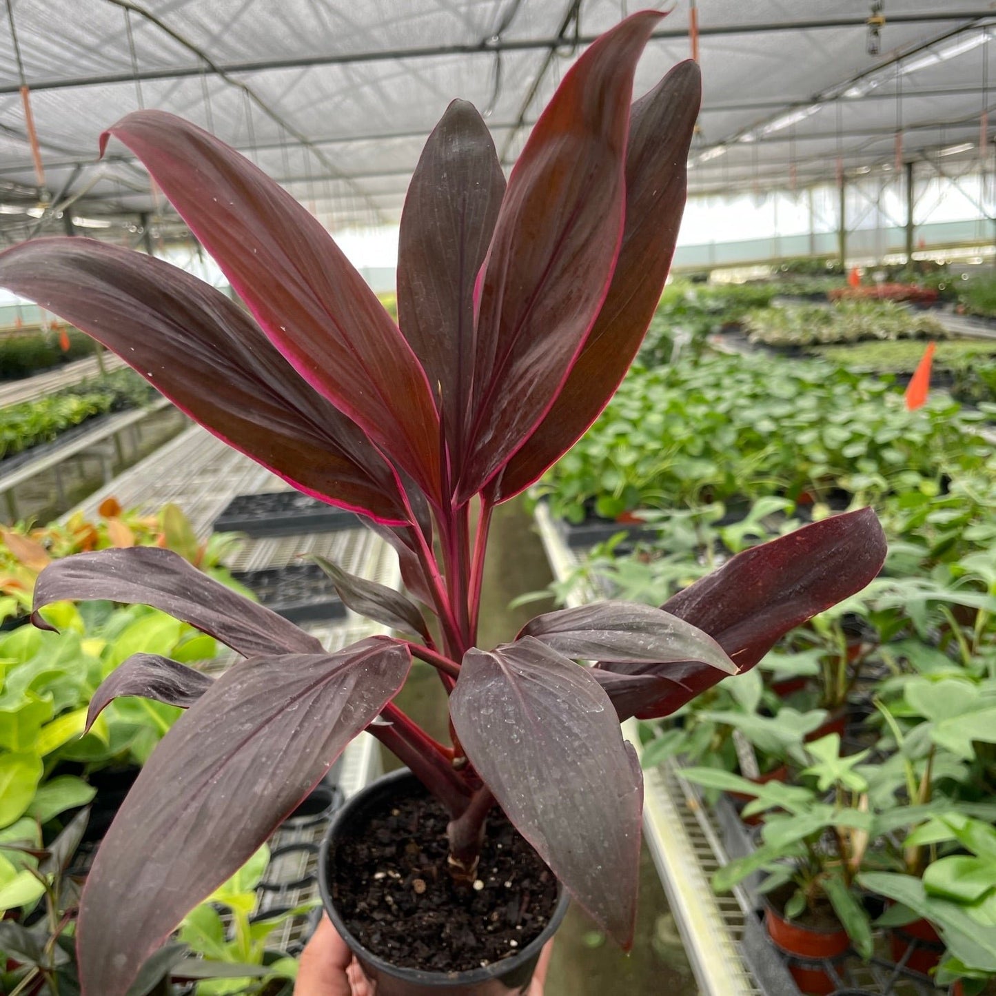 Cordyline 'Calypso Queen'