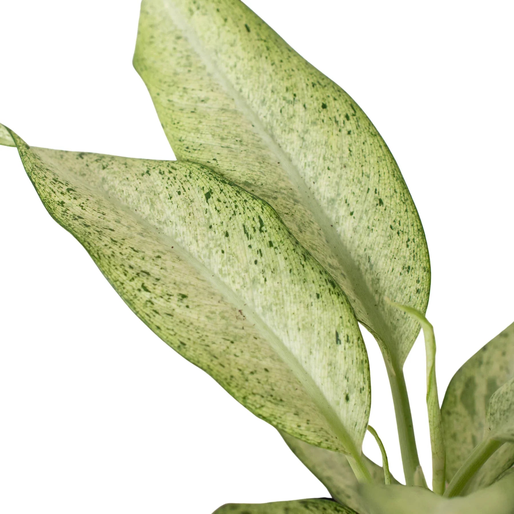 Dieffenbachia Leaf Close Up