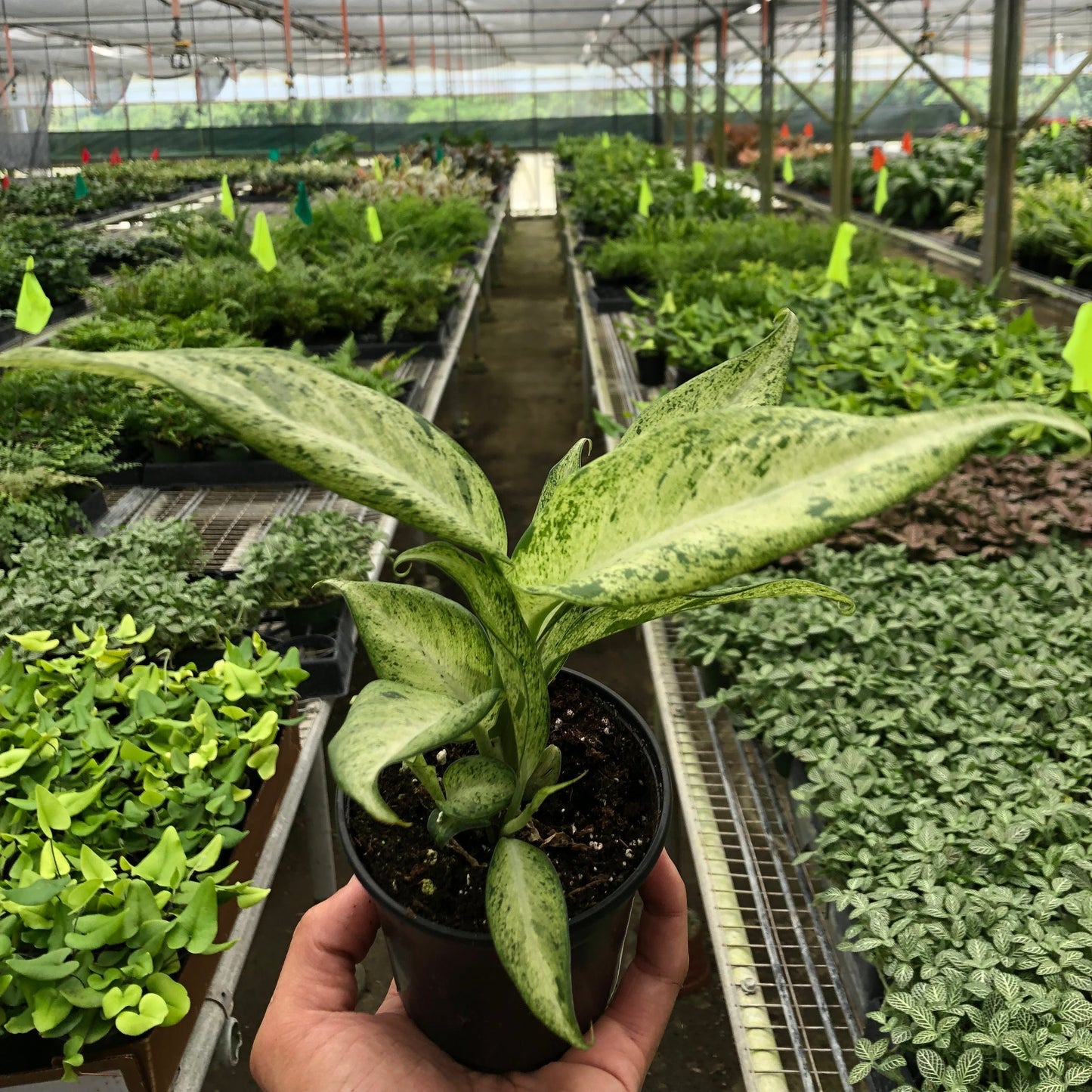 Dieffenbachia 'Camouflage' 4"