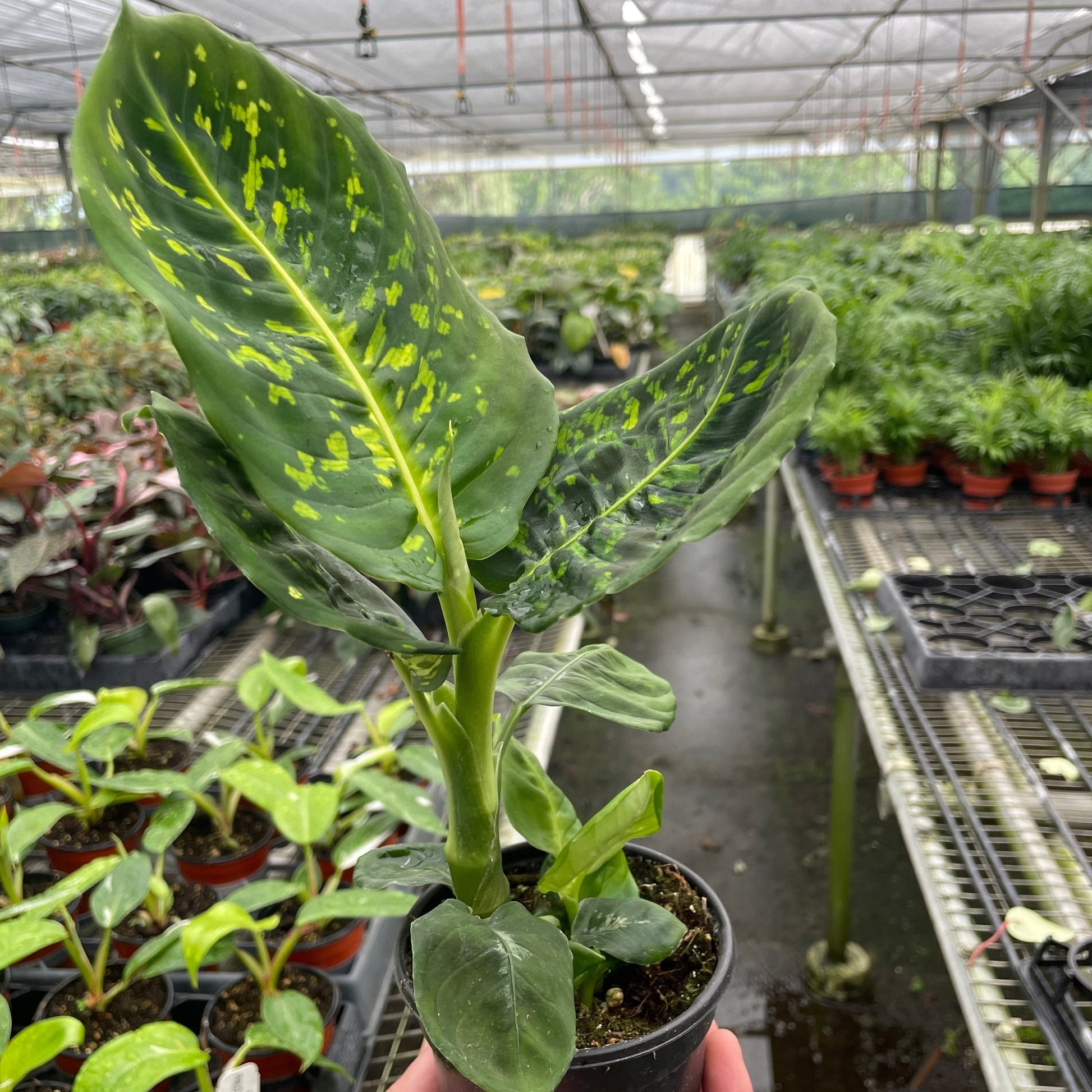 Dieffenbachia Reflector 4"