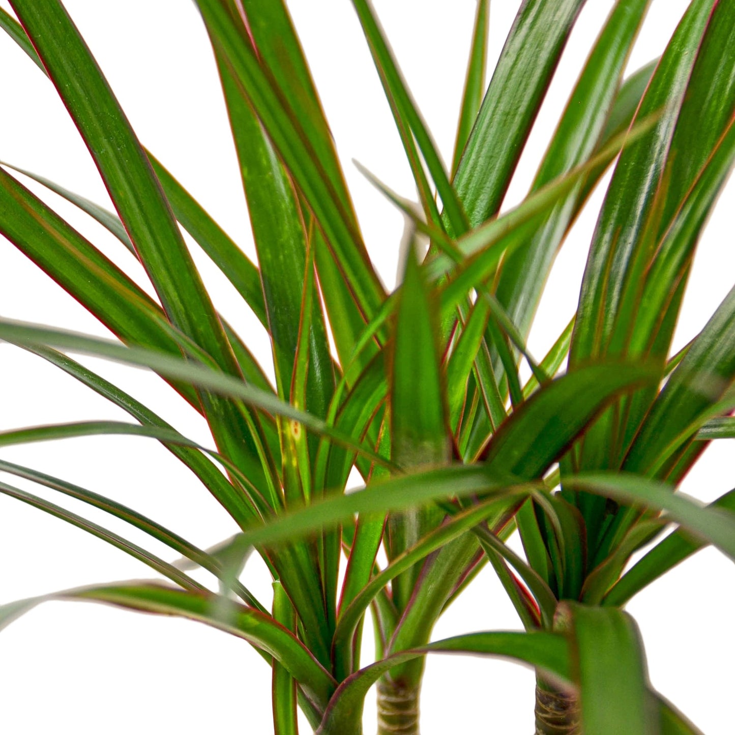 Marginata Cane Dracaena