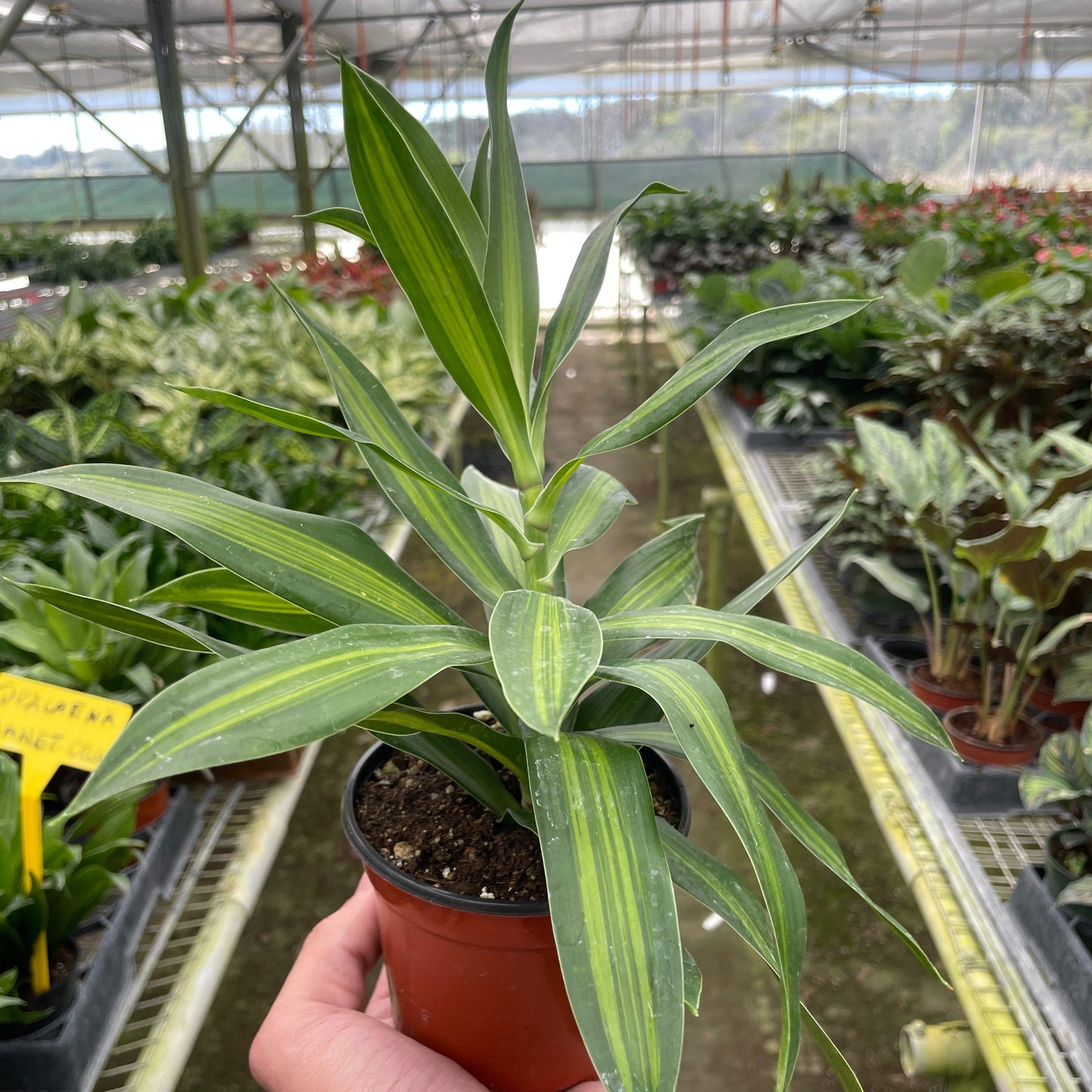 Dracaena 'Song of Jamaica' 4"