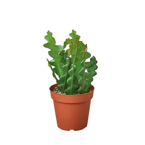 Ric Rac Cactus