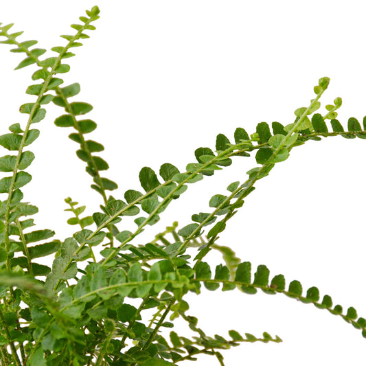 Lemon Button Fern 