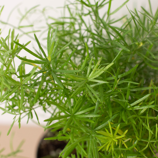 Asparagus Fern