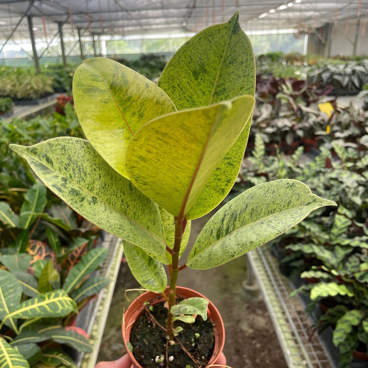 Ficus Shiverana Moonshine 4"