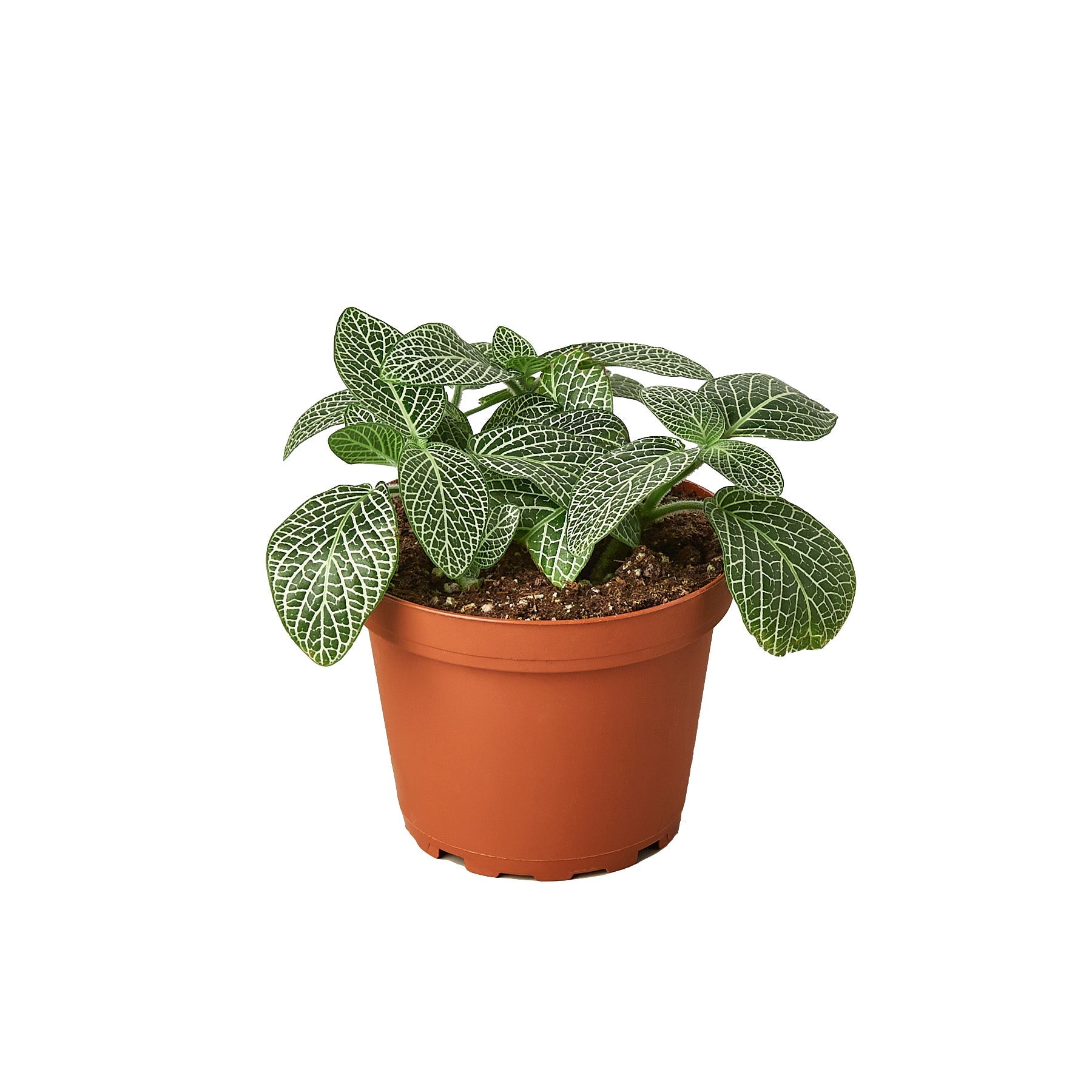 Fittonia 'White Nerve Plant' 4"