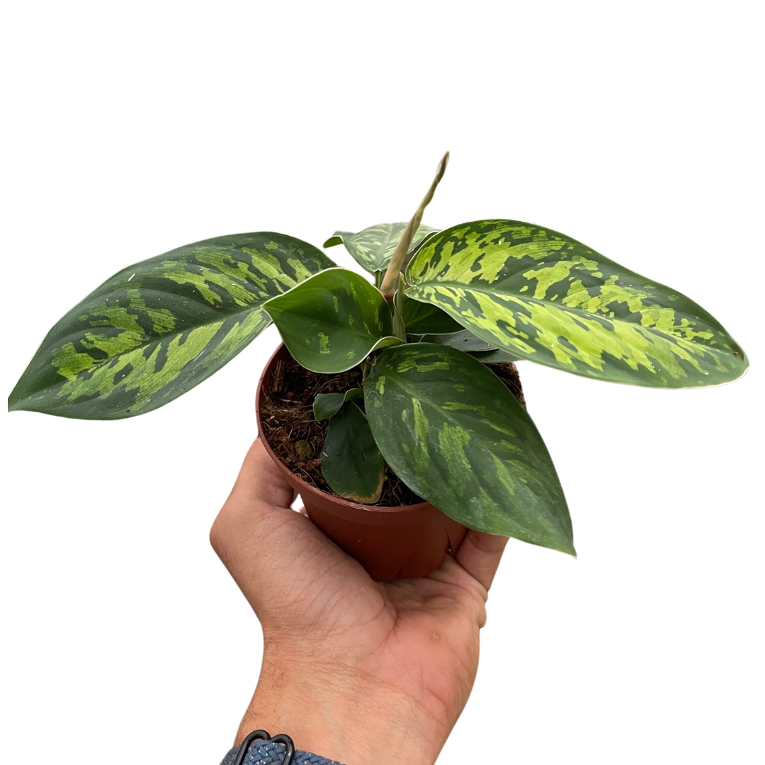 Homalomena 'Camouflage'