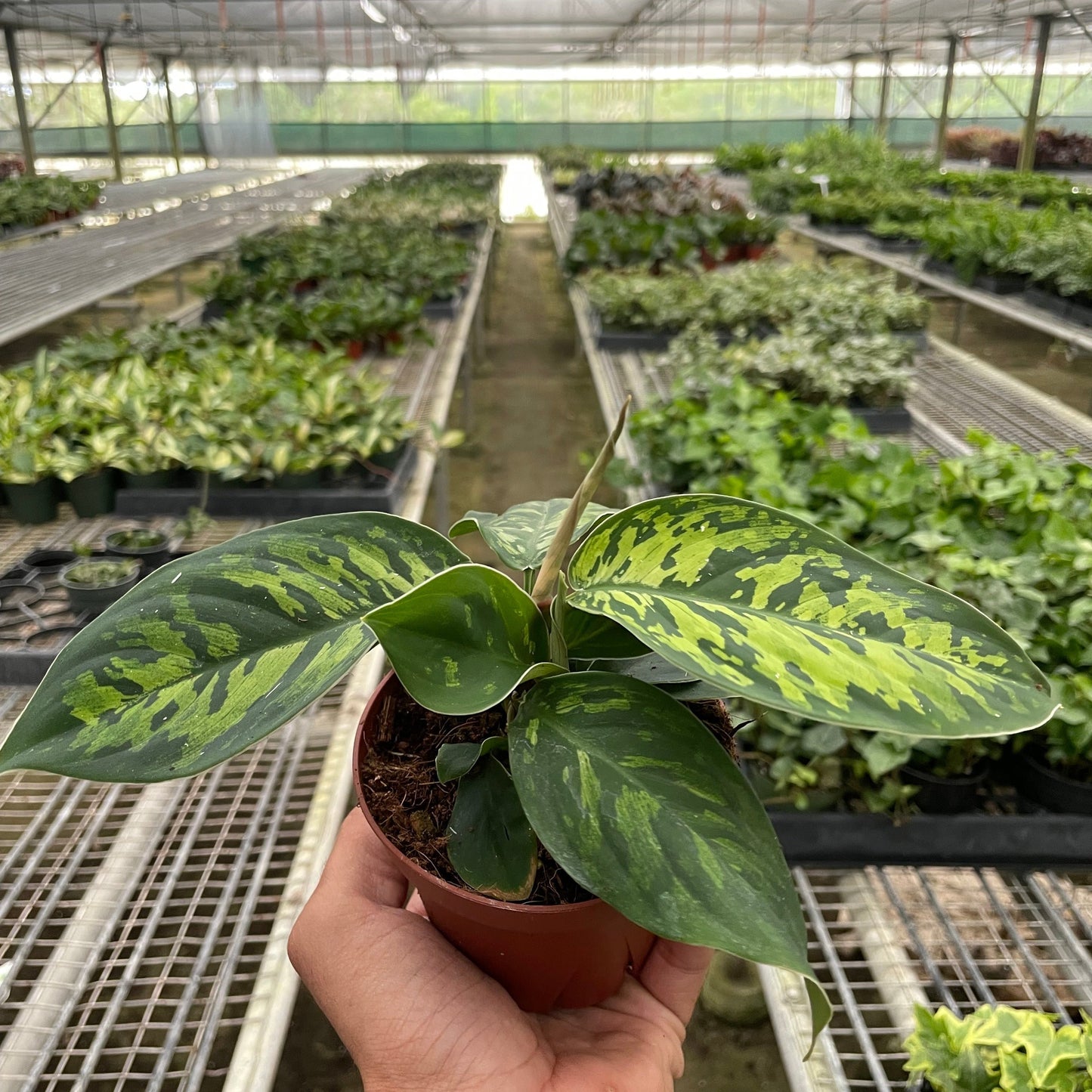 Homalomena 'Camouflage'