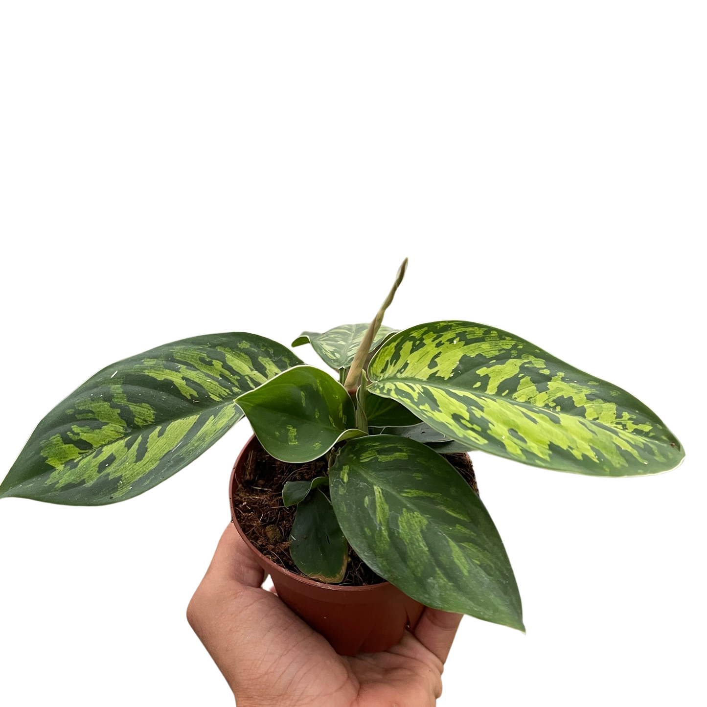 Homalomena 'Camouflage'