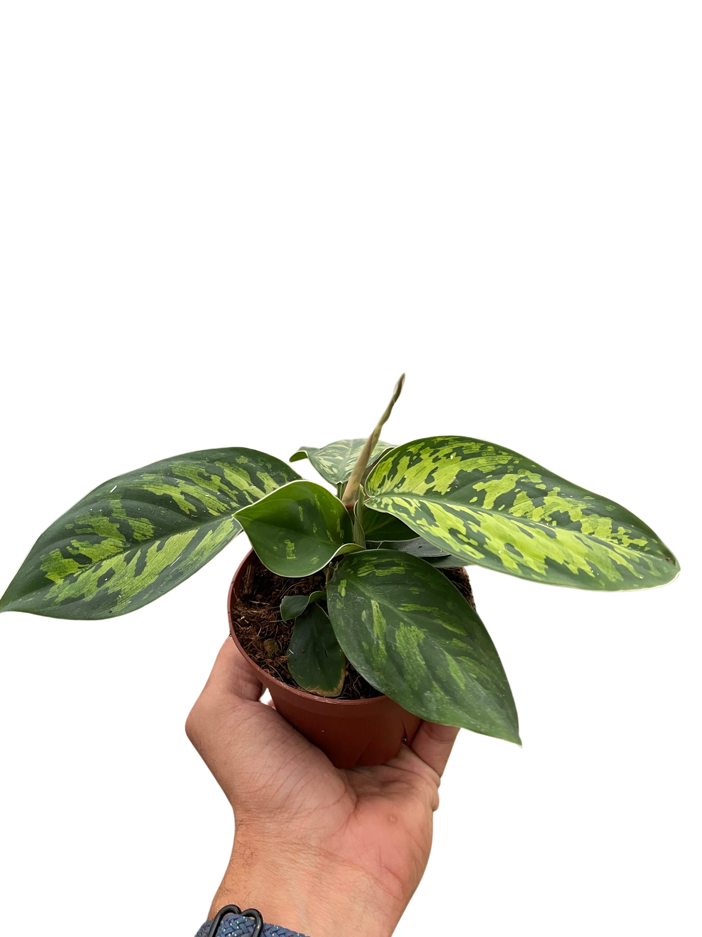 Homalomena 'Camouflage'