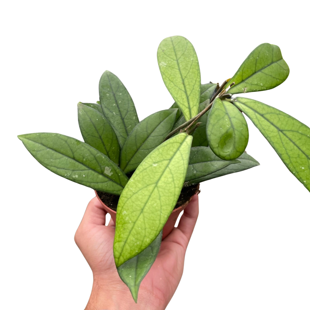 Hoya Crassipetiolata 4"