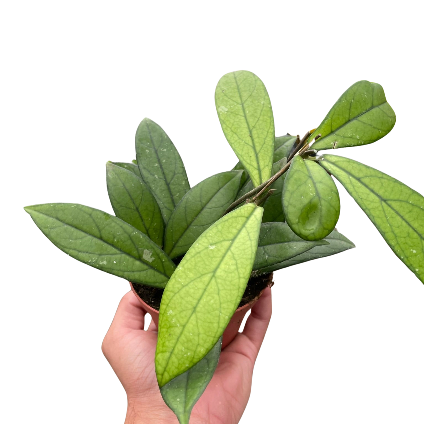 Hoya Crassipetiolata 4"