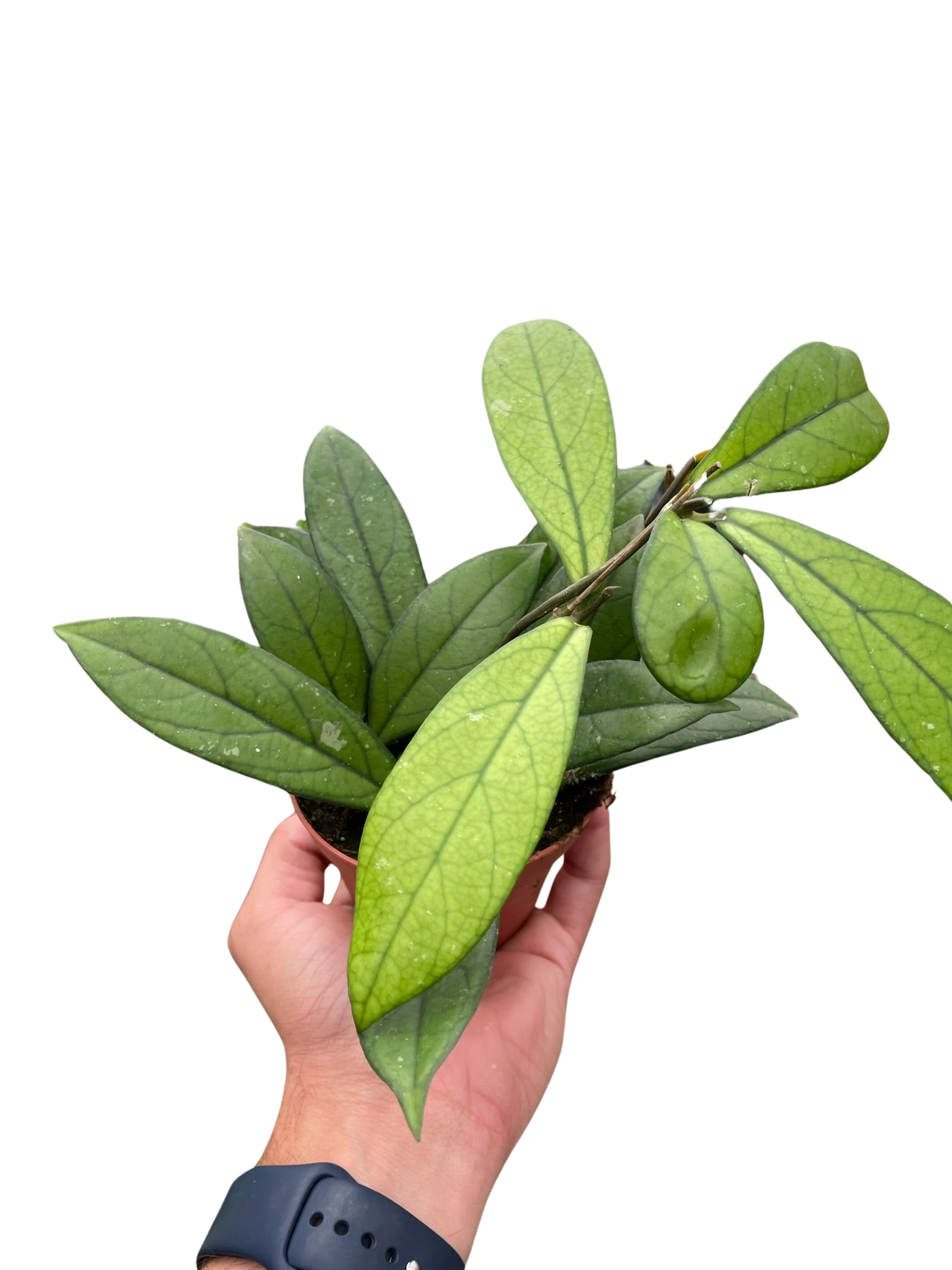 Hoya Crassipetiolata