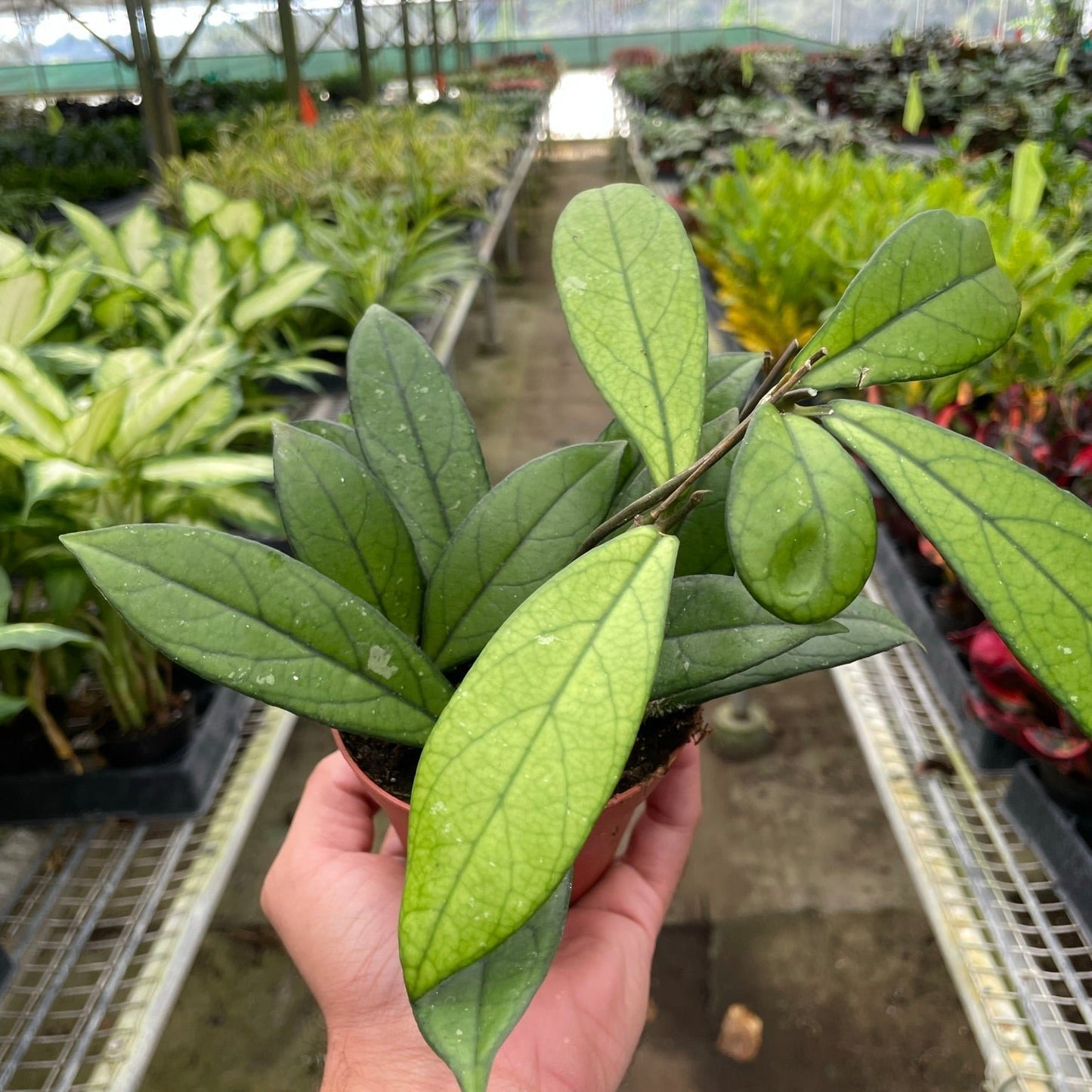 Hoya Crassipetiolata 4 Inch