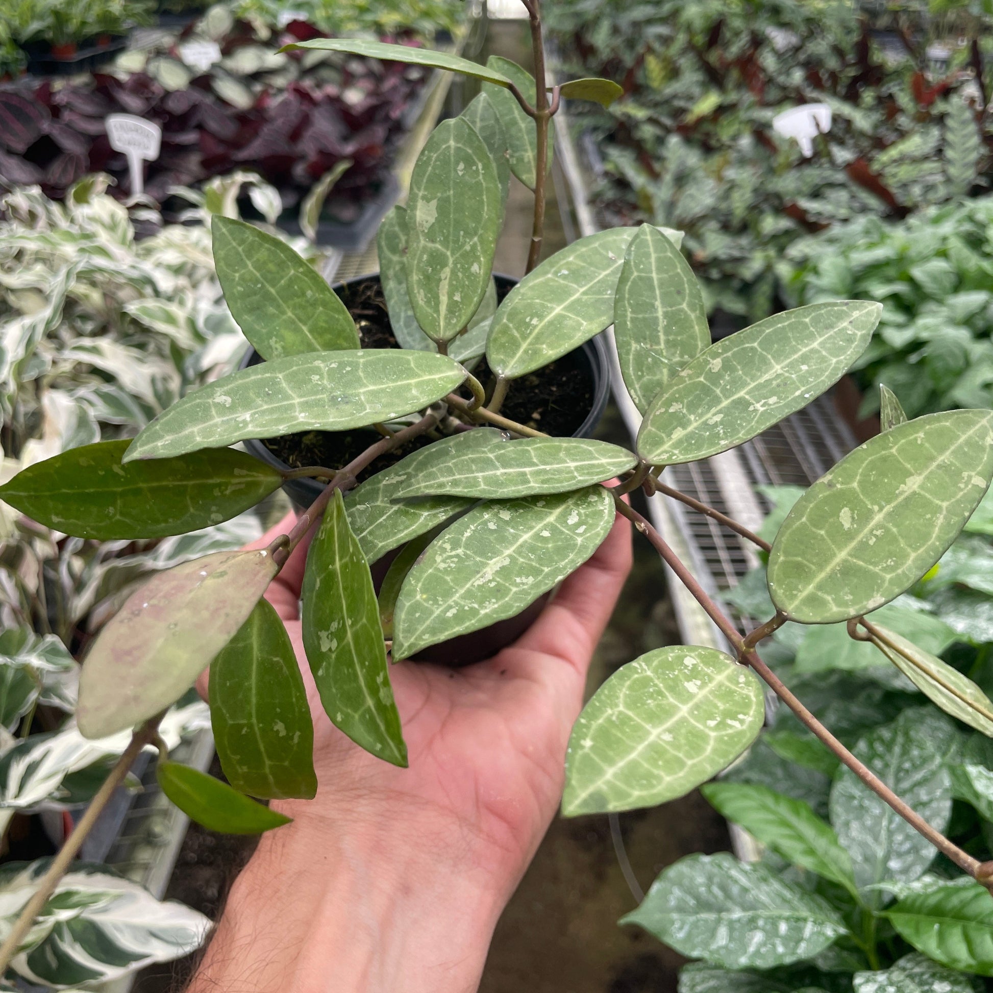 Hoya eliptica 4"