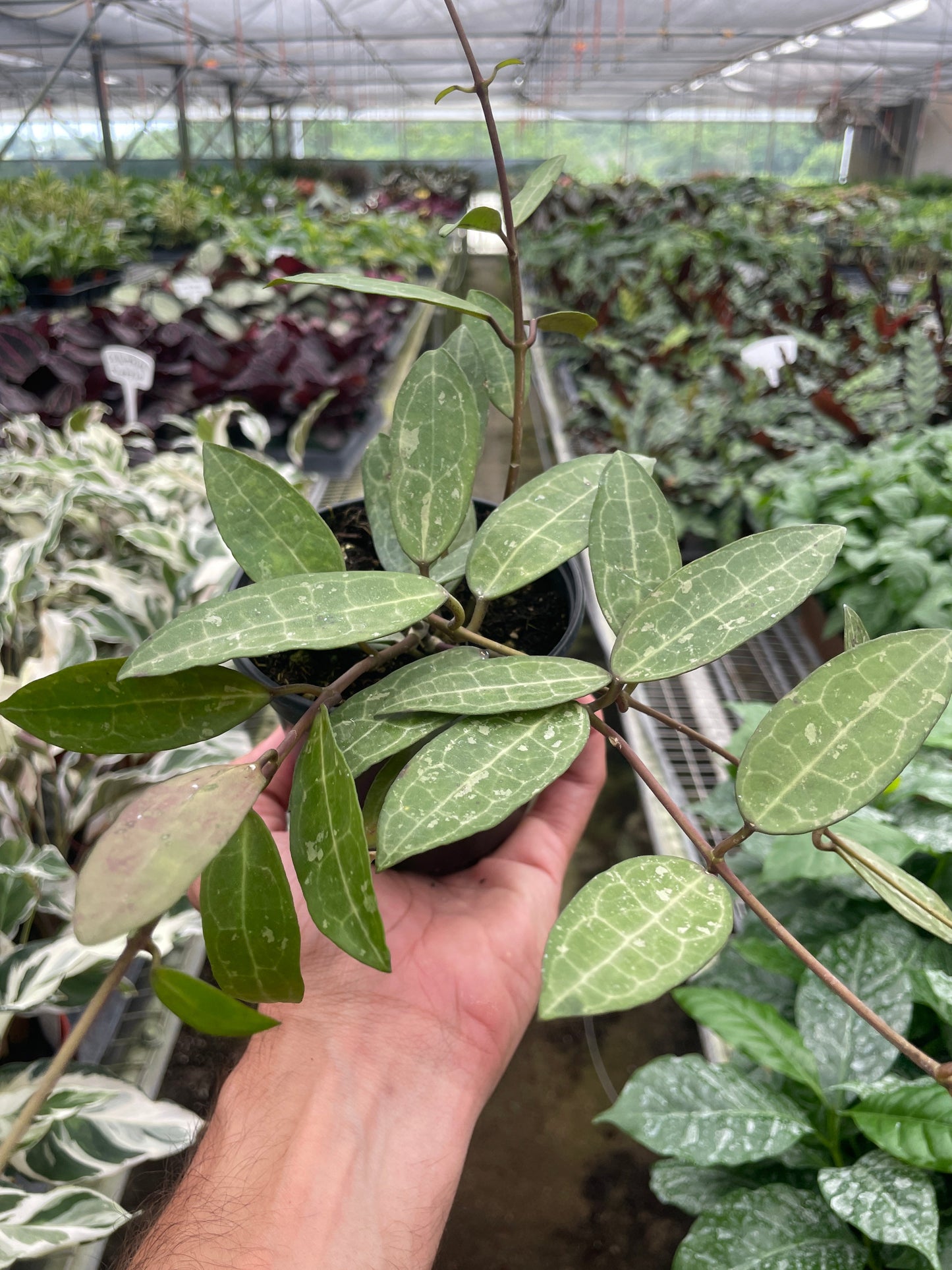 Hoya 'Eliptica' Turtle Shell