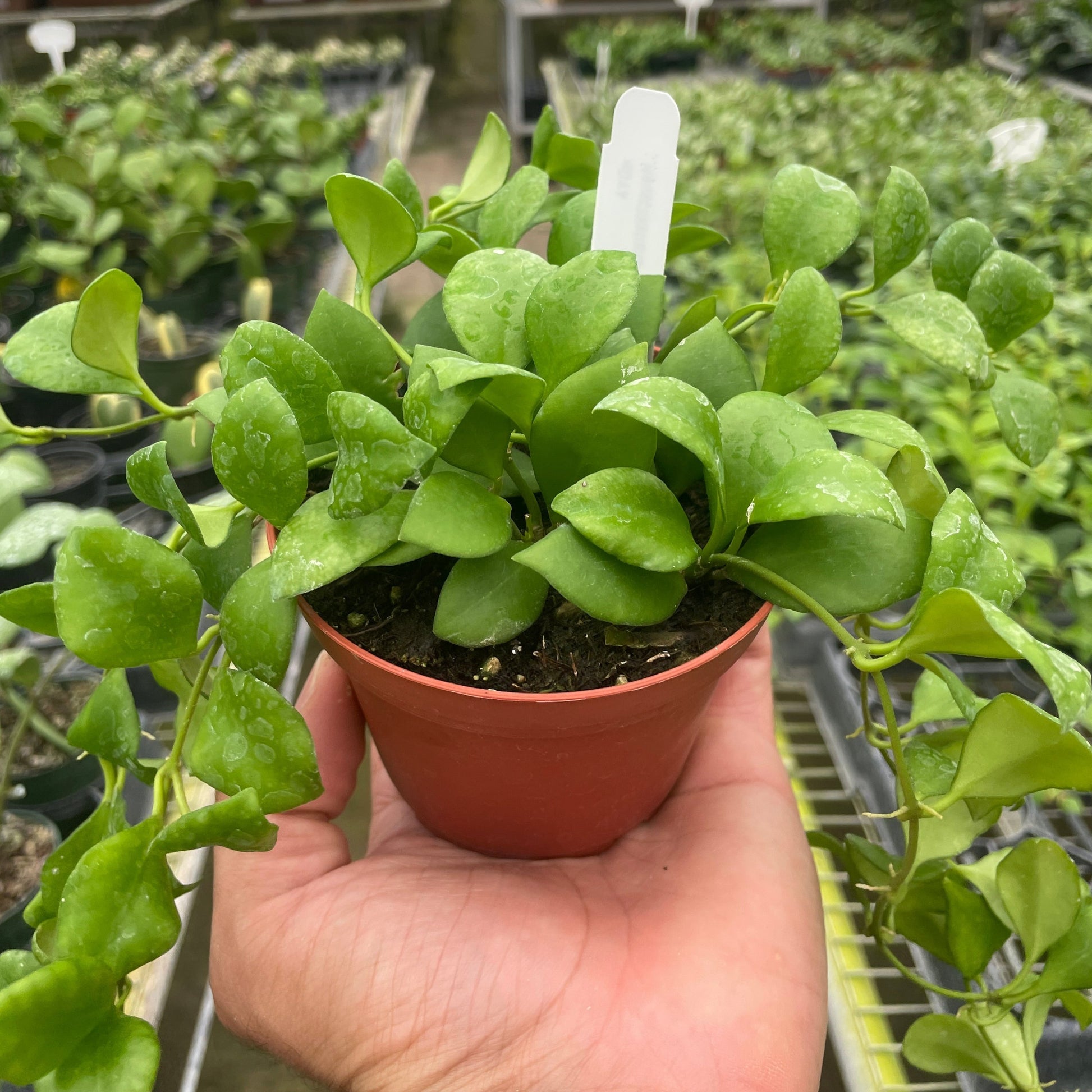 Hoya Heuschkeliana 4"