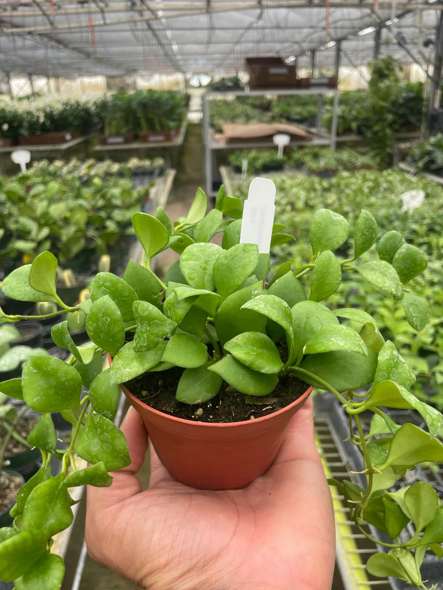 Hoya Heuschkeliana