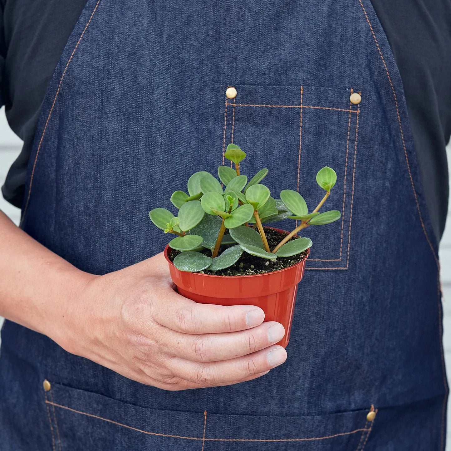 Peperomia 'Hope'