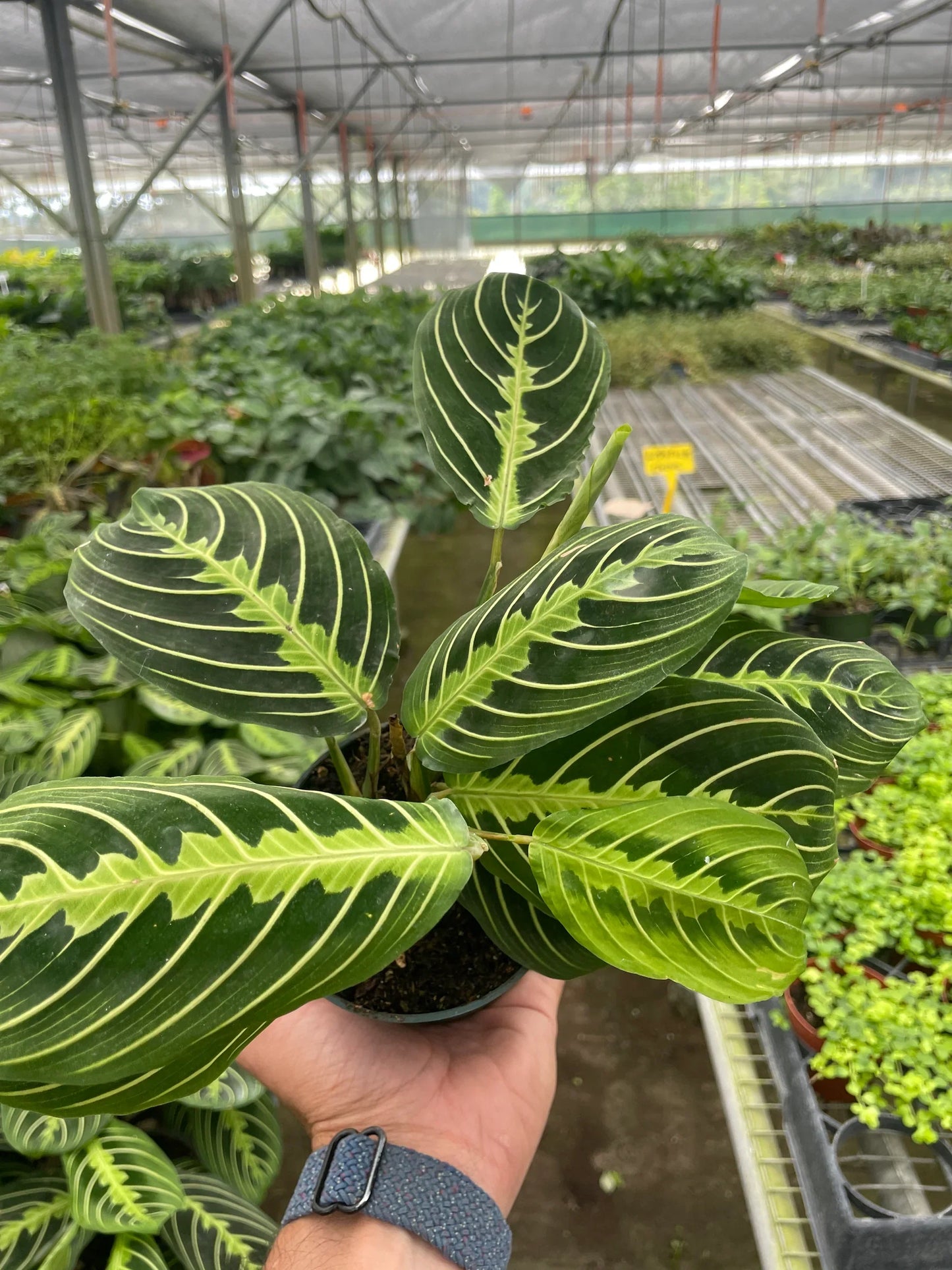 Maranta 'Lemon Lime'