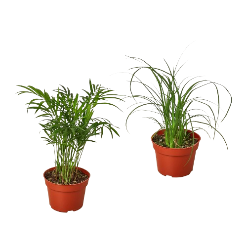 Palm Plants Variety 2 Pack