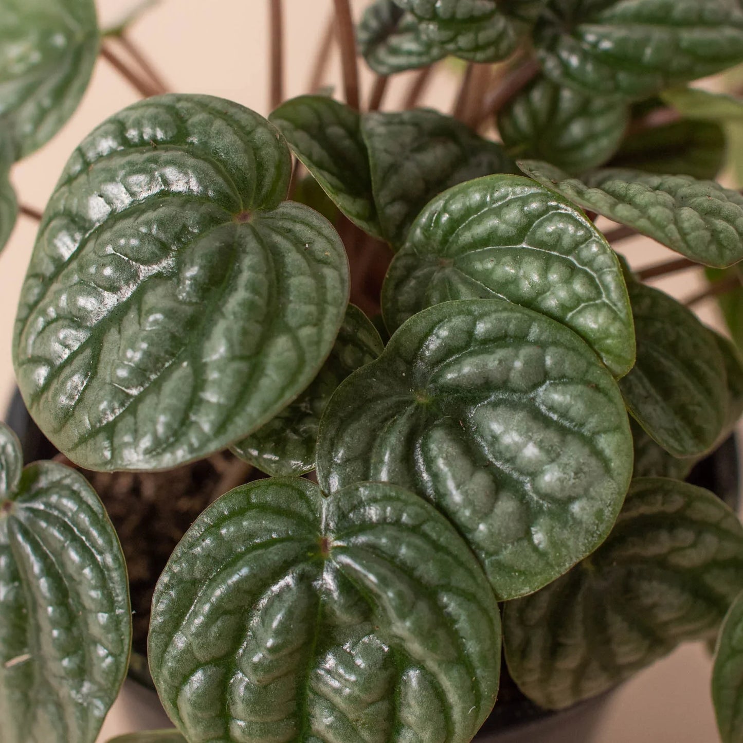 Peperomia 'Burbella' Close Up